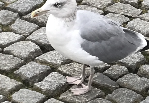 2022 Damenfahrt00070